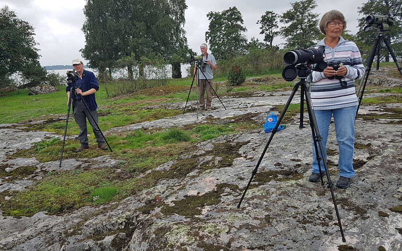 Våra skådare vid Horn.